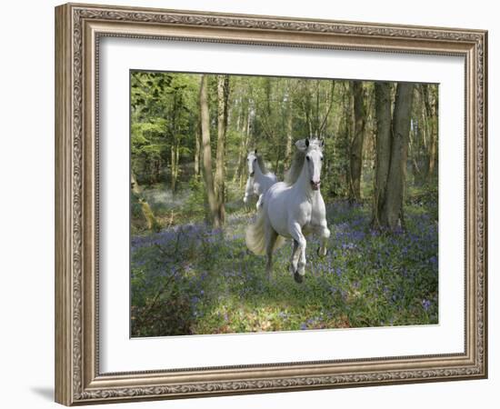 Blue Bell Wood-Bob Langrish-Framed Photographic Print