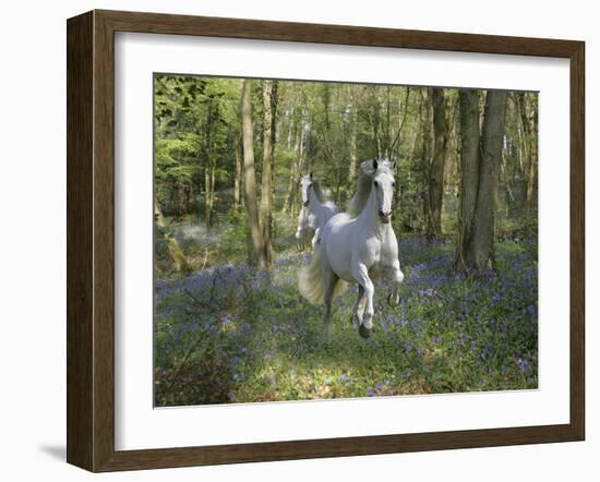 Blue Bell Wood-Bob Langrish-Framed Photographic Print