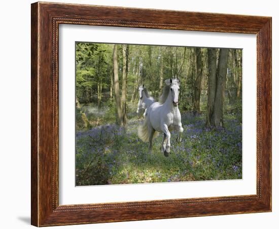 Blue Bell Wood-Bob Langrish-Framed Photographic Print