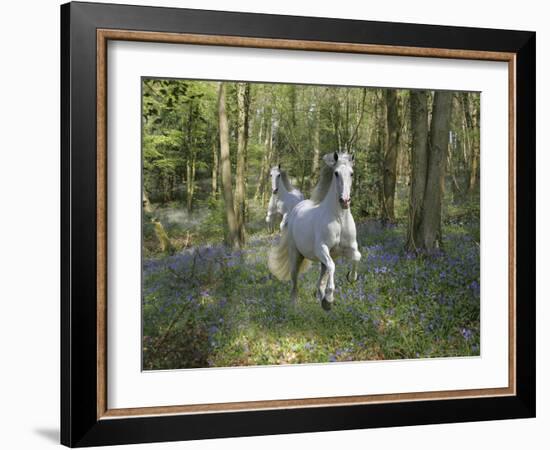 Blue Bell Wood-Bob Langrish-Framed Photographic Print