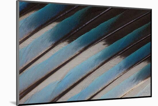 Blue-Bellied Roller Wing Detail-Darrell Gulin-Mounted Photographic Print