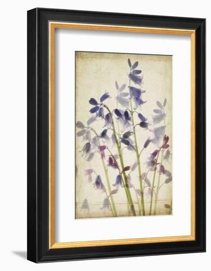 Blue Bells-Judy Stalus-Framed Premium Giclee Print