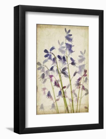 Blue Bells-Judy Stalus-Framed Premium Giclee Print