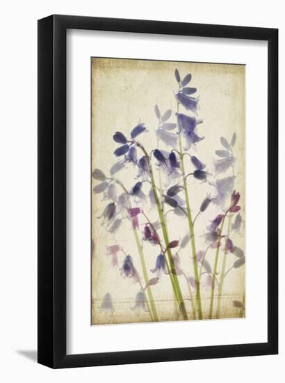 Blue Bells-Judy Stalus-Framed Art Print