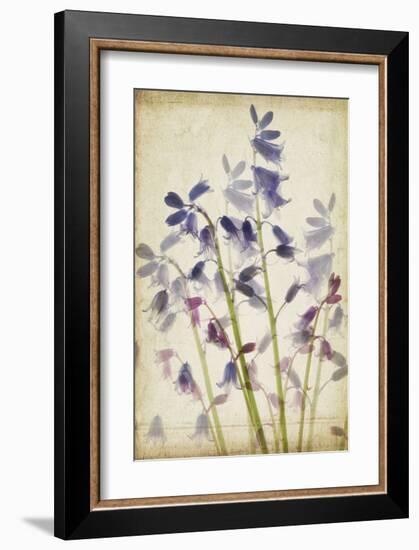 Blue Bells-Judy Stalus-Framed Art Print