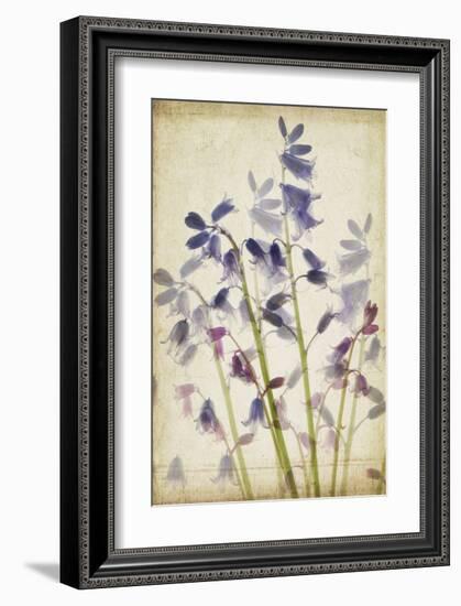 Blue Bells-Judy Stalus-Framed Art Print