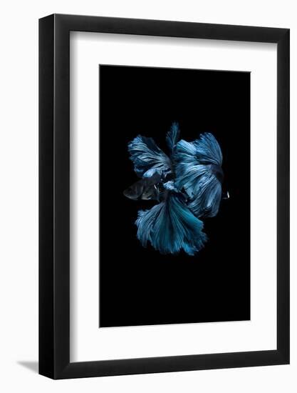 Blue Betta-Incado-Framed Photographic Print