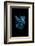 Blue Betta-Incado-Framed Photographic Print