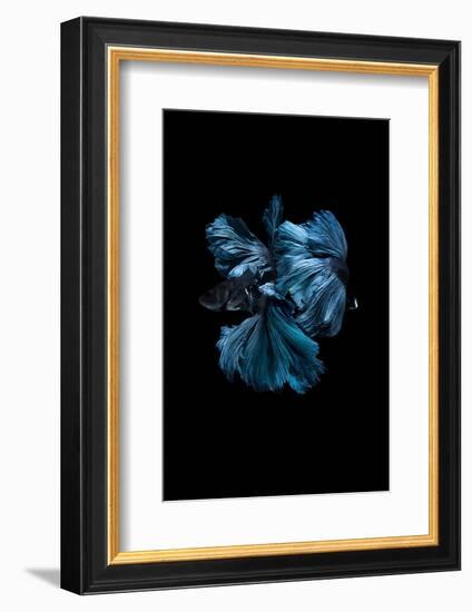 Blue Betta-Incado-Framed Photographic Print