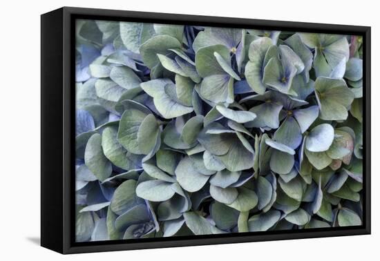 Blue bigleaf hydrangea-Lisa Engelbrecht-Framed Premier Image Canvas