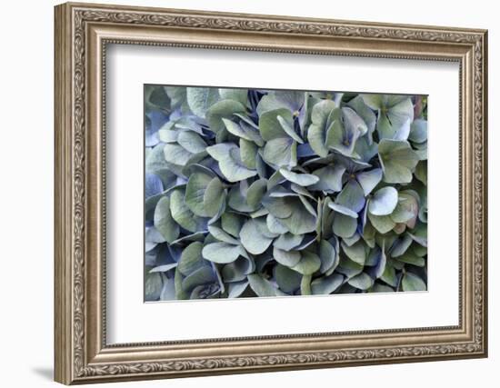 Blue bigleaf hydrangea-Lisa Engelbrecht-Framed Photographic Print