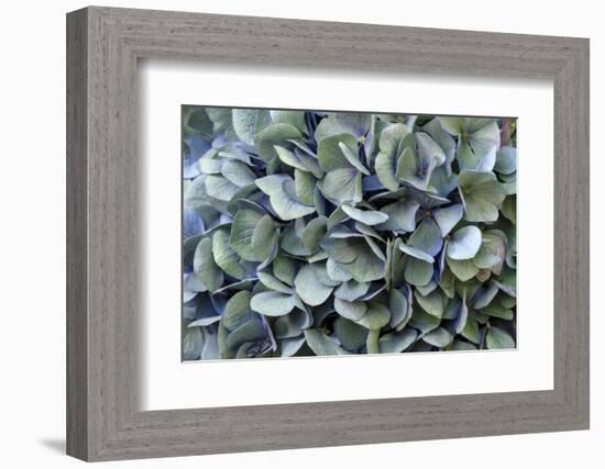 Blue bigleaf hydrangea-Lisa Engelbrecht-Framed Photographic Print