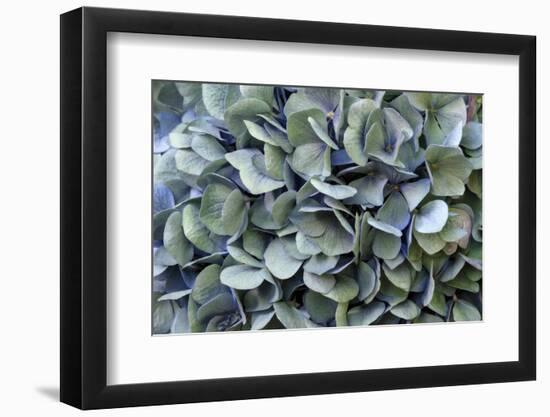 Blue bigleaf hydrangea-Lisa Engelbrecht-Framed Photographic Print