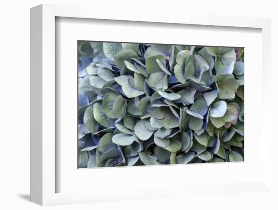 Blue bigleaf hydrangea-Lisa Engelbrecht-Framed Photographic Print