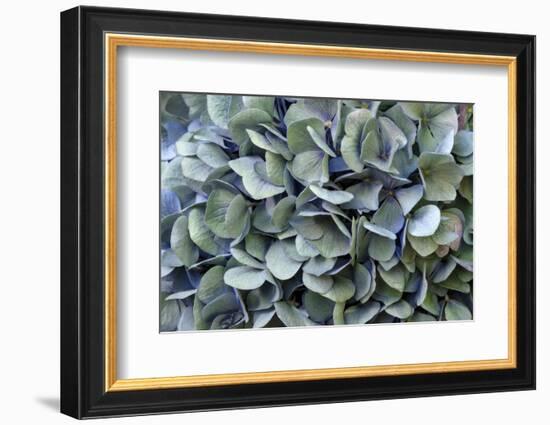 Blue bigleaf hydrangea-Lisa Engelbrecht-Framed Photographic Print