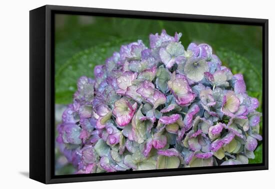 Blue bigleaf hydrangea-Lisa Engelbrecht-Framed Premier Image Canvas