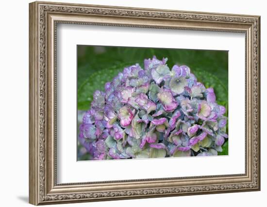 Blue bigleaf hydrangea-Lisa Engelbrecht-Framed Photographic Print