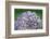 Blue bigleaf hydrangea-Lisa Engelbrecht-Framed Photographic Print