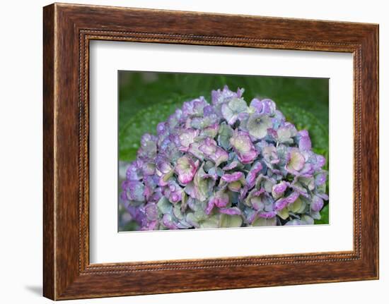 Blue bigleaf hydrangea-Lisa Engelbrecht-Framed Photographic Print