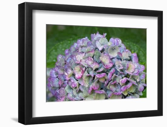 Blue bigleaf hydrangea-Lisa Engelbrecht-Framed Photographic Print