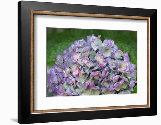 Blue bigleaf hydrangea-Lisa Engelbrecht-Framed Photographic Print