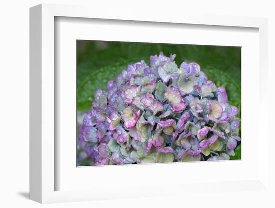 Blue bigleaf hydrangea-Lisa Engelbrecht-Framed Photographic Print