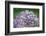 Blue bigleaf hydrangea-Lisa Engelbrecht-Framed Photographic Print