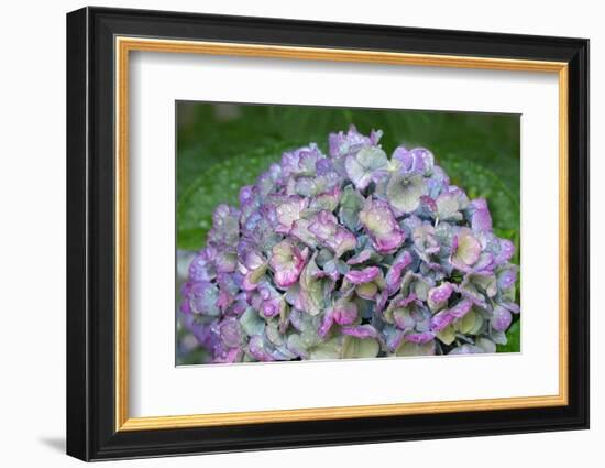 Blue bigleaf hydrangea-Lisa Engelbrecht-Framed Photographic Print