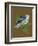 Blue Bird on Copper-Tara Reed-Framed Art Print