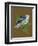 Blue Bird on Copper-Tara Reed-Framed Art Print