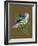 Blue Bird on Copper-Tara Reed-Framed Premium Giclee Print