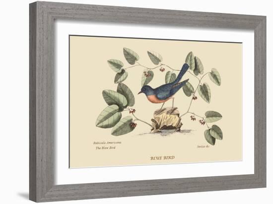 Blue Bird-Mark Catesby-Framed Art Print