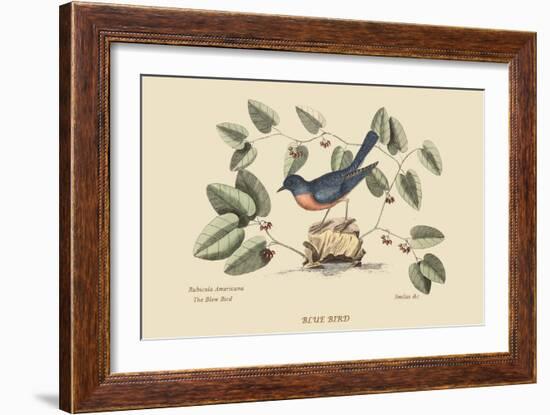 Blue Bird-Mark Catesby-Framed Art Print