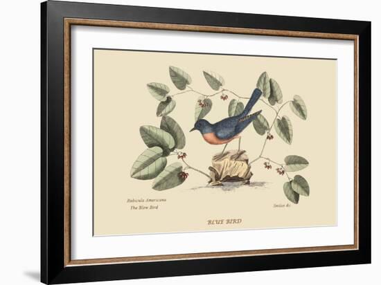 Blue Bird-Mark Catesby-Framed Art Print