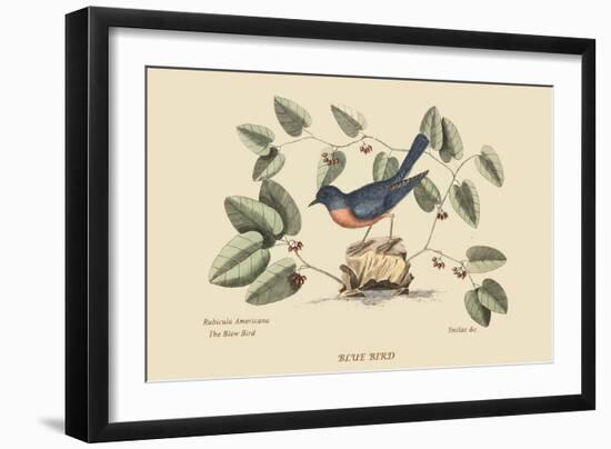 Blue Bird-Mark Catesby-Framed Art Print