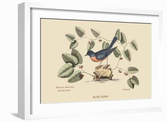 Blue Bird-Mark Catesby-Framed Art Print