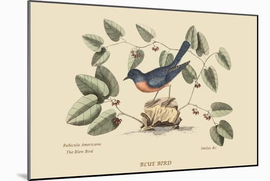 Blue Bird-Mark Catesby-Mounted Art Print