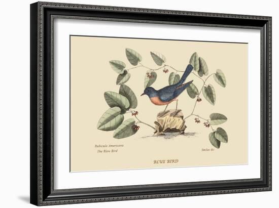 Blue Bird-Mark Catesby-Framed Art Print