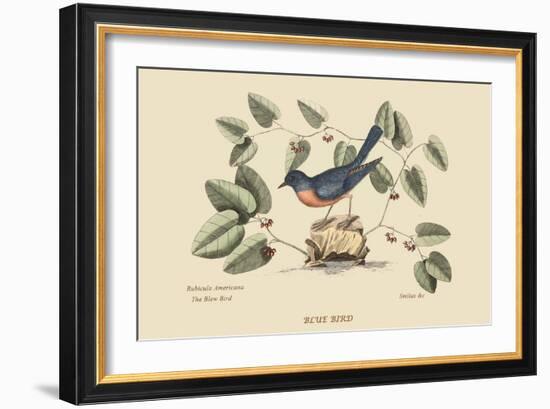 Blue Bird-Mark Catesby-Framed Art Print