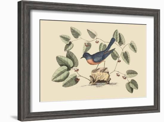 Blue Bird-Mark Catesby-Framed Art Print