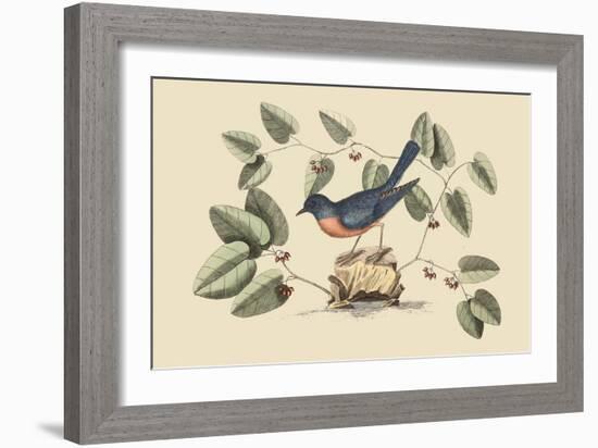 Blue Bird-Mark Catesby-Framed Art Print