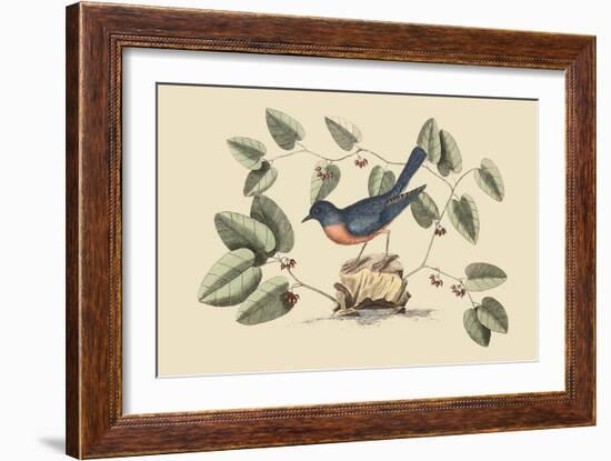 Blue Bird-Mark Catesby-Framed Art Print