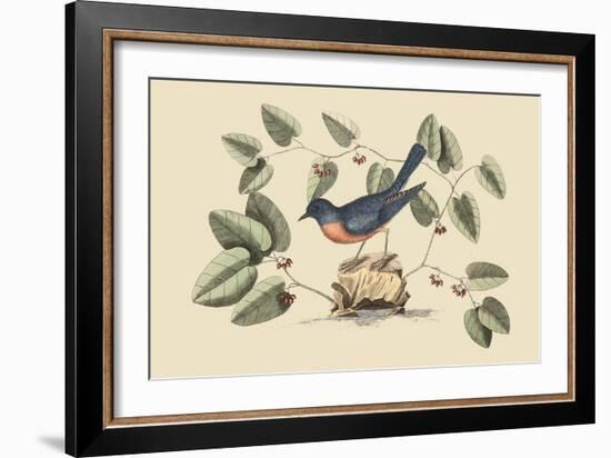 Blue Bird-Mark Catesby-Framed Art Print