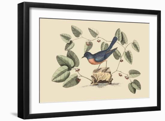 Blue Bird-Mark Catesby-Framed Art Print