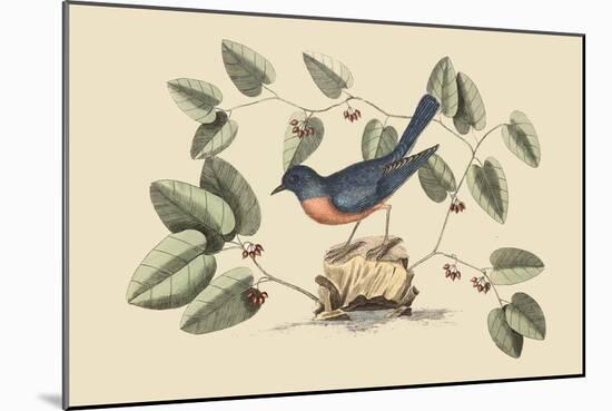 Blue Bird-Mark Catesby-Mounted Art Print