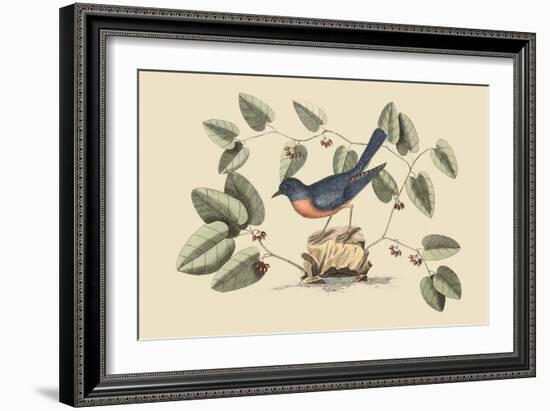 Blue Bird-Mark Catesby-Framed Art Print