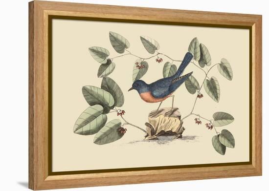 Blue Bird-Mark Catesby-Framed Stretched Canvas