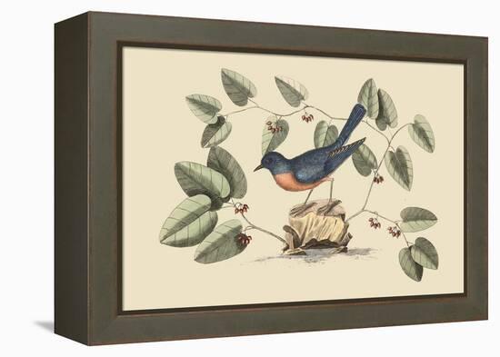 Blue Bird-Mark Catesby-Framed Stretched Canvas