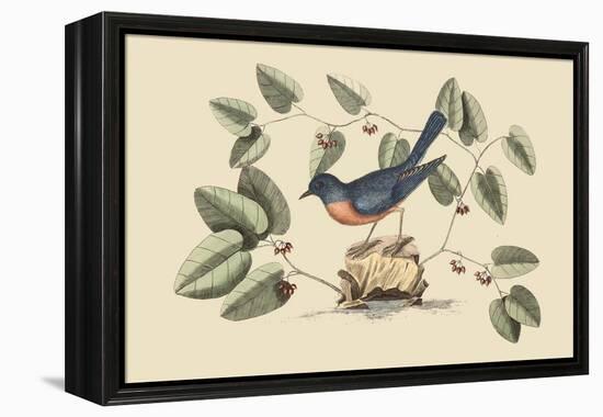 Blue Bird-Mark Catesby-Framed Stretched Canvas