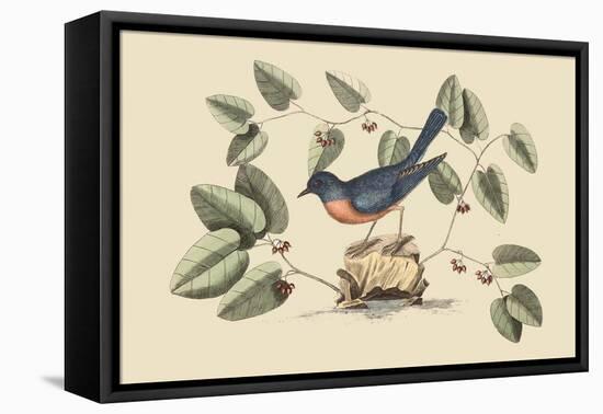 Blue Bird-Mark Catesby-Framed Stretched Canvas